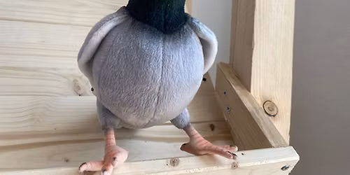 2. Harzer Brieftaubenausstellung 2025