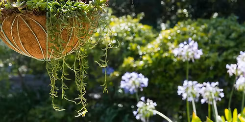 Hands-On with Villa Succulents: Succulent Sphere