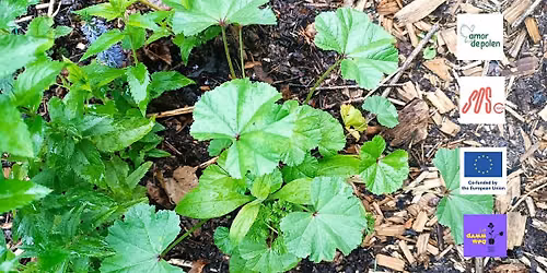 Berlin Native Plants - Workshop