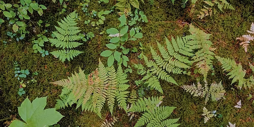 Women's Nature Circle