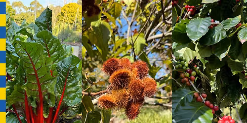 Plants, Flavours and Food - Special Guided Walk - Brisbane Botanic Garden