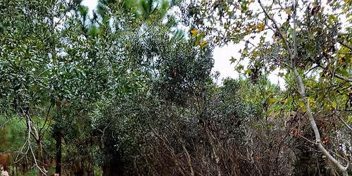 5\/16 Guided Nature Walk with Goat Herd at Jaybird Hammock Farm