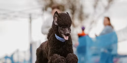 Oklahoma Summer Classic Farm Dog Test