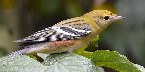 Come Birding at Allen\u2019s Meadows this Fall with Joe Bear!