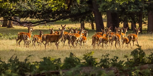 Pathways Europe 2026: Wildlife and Human Wellbeing