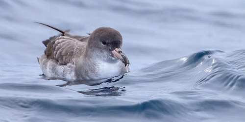 GOS Pelagic Trip 1