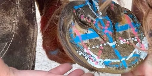 Koo Wee Rup Hoof Mapping & Trimming Workshop December