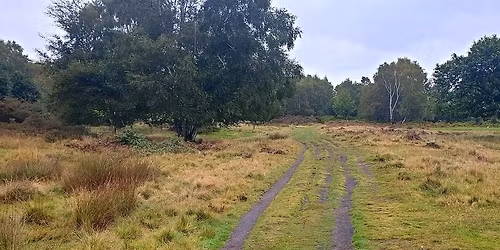 Walk with SHORTY, Sutton Park.