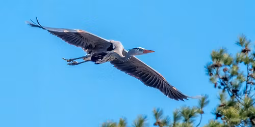 Bird Walk with Birds Georgia