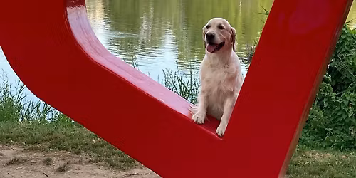 Amira 8 Retriever Challenge Day