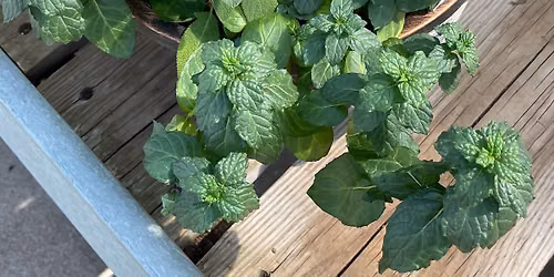 Growing Flavorful Herbs and a Few Veggies Indoors Seminar with Melinda Myers