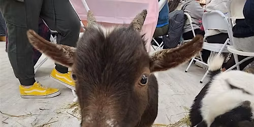 Paint with Baby Goats