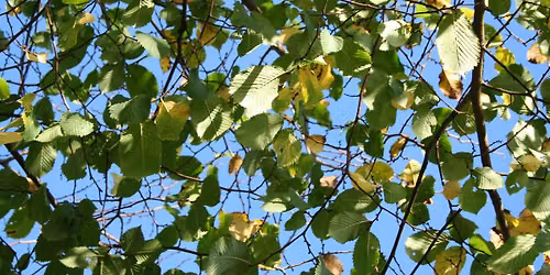 Guided Walk: Summer Tree Identification