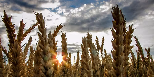 Lammastide: The First Harvest