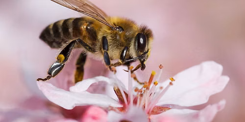 Bee Amazed! \u2014 An Up-Close Adventure with Honey Bees