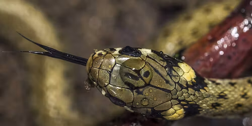 RDV durable | L\u00e9zards, serpents, tous reptiles\u2026 tous fascinants !