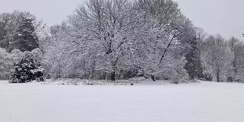 Wednesday Walk: Winter Trees