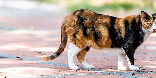 Community Cats Shelter Build Workshop