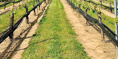 Art in the Vines | Arts Davidson County at Curran Alexander Vineyards