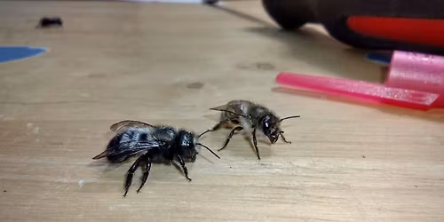 Raising Mason Bees