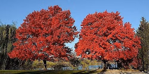 Davidson Lands Tree Store