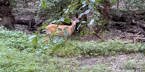 Home School Reign of Deer