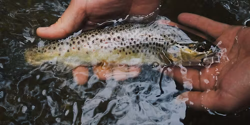 Trout Release Party!