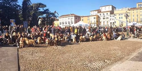 xmas Golden Retriever Walk Verona