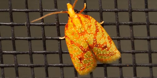 Mothing for Science