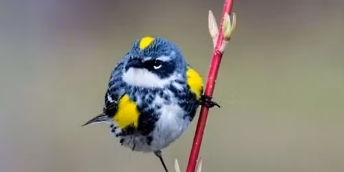 Birding with the Pros