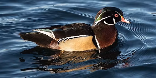Bird Watching\/ Observaci\u00f3n de Aves at Ridgewood Reservoir