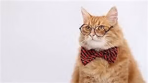 Father's day Cat & Kitten Adoption Event!