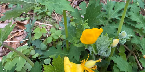 Fall Edible Plant Hike