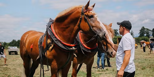 Furmansk\u00e9 preteky 