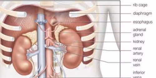 Dialysis Education exam 