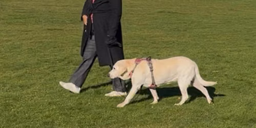 Dog - behaviour consulting 