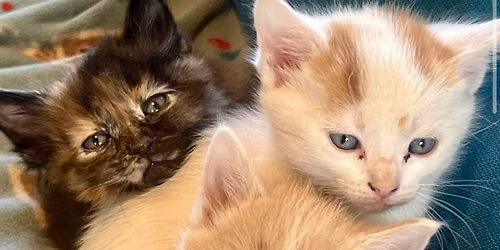 April Showers \u2614\ufe0f Bring Kitty \ud83d\udc08\ud83d\udc08\u200d\u2b1b Flowers \ud83c\udf3a Adoption Event!