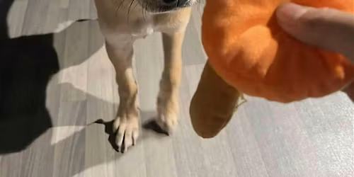 Rescue Puppy Yoga - Crunch Fitness Boulder