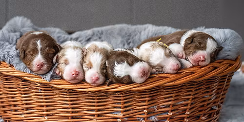 Weekend ze szczeni\u0105tkami