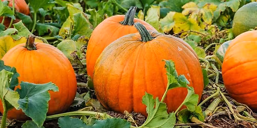 U Pick Pumpkins
