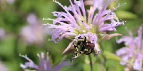 Milwaukee County Parks Bumble Bee Monitoring Program Orientation