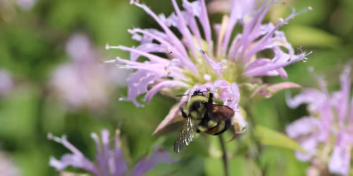 Milwaukee County Parks Bumble Bee Monitoring Program Orientation