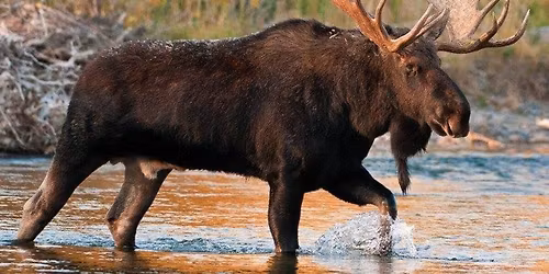 Jukebox Trio @ The Elkton Moose, Elkton, MD