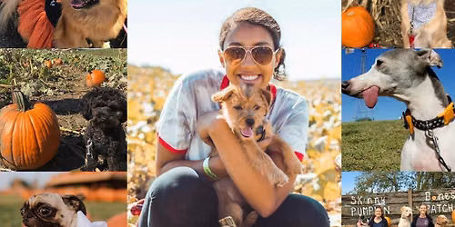 \ud83d\udc3e Dog Day at Skinny Bones Pumpkin Patch
