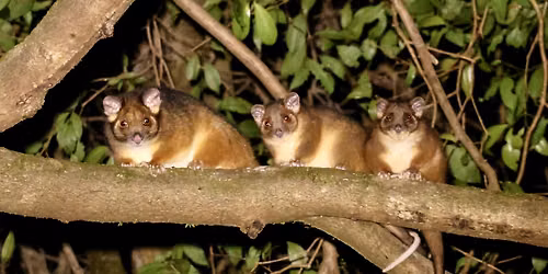 Wildlife After Dark! Family-friendly nocturnal wildlife tour