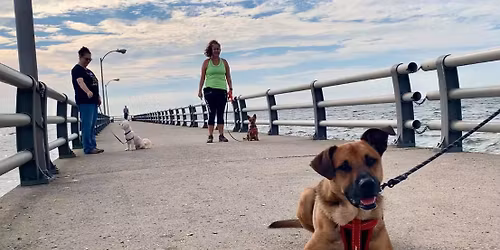 Dogs in the REAL WORLD - West Haven CT