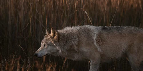 Wolves: Fact vs Myth