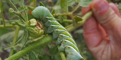 Garden Bugs