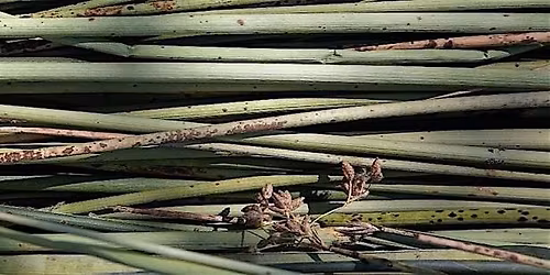 Tribal Interweaving Roundtable & Delta Climate Adaptation Team Kickoff