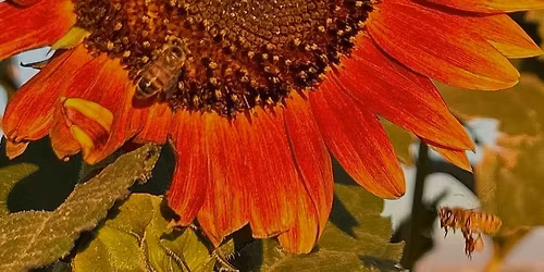 2025 Fall Progressive Garden Tour